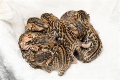 Bengal Newborn Kittens Stock Photo Image Of Household 91743234