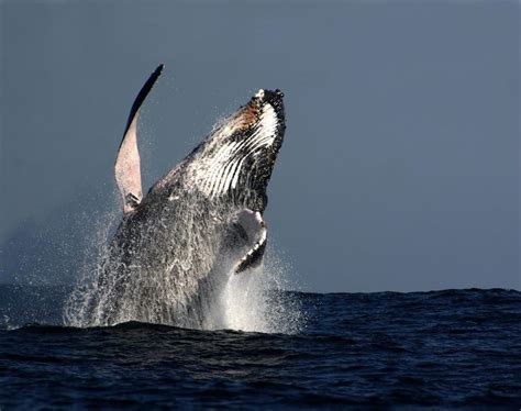 South Africa Whale Watching Archives St Lucia South Africa