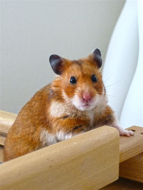 Precious Hammy Funny Hamsters Syrian Hamster Squirrel