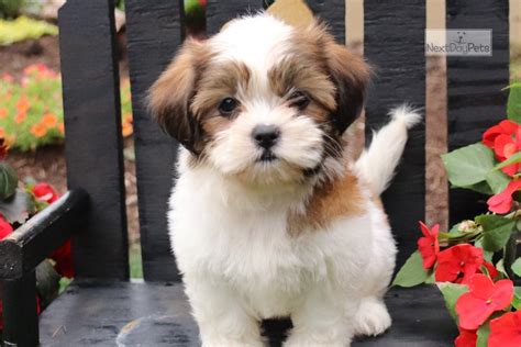 Stella Shih Tzu Puppy For Sale Near Lancaster Pennsylvania
