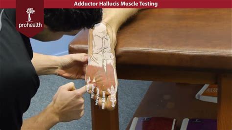 Adductor Hallucis Muscle Test Palp Dr Vizniak Muscle Manual Youtube