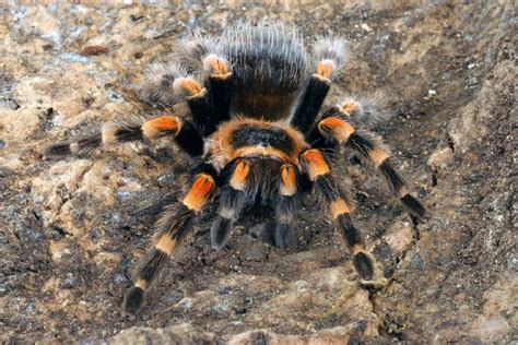Mexican Redknee Tarantula Care Guide Pictures Lifespan And More