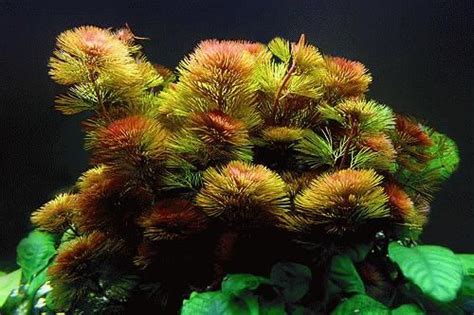 Floating freshwater aquarium plants vary widely in both size and leaf shape, and some grow on watermeal is the smallest flowering plant known. cabomba-furcata | Freshwater aquarium plants, Aquatic ...