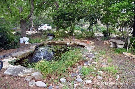 How to plant elephants ears outdoors. Garden Ally: Koi Pond Cleanup