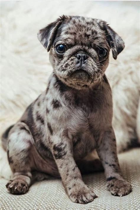 What A Unique Pug😍 Cute Pug Puppies Baby Pugs Pug Puppies