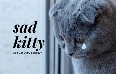 Sad Cat Diary Soliloquy Suddenly Cat Cute Cat Things For Cute Cat People