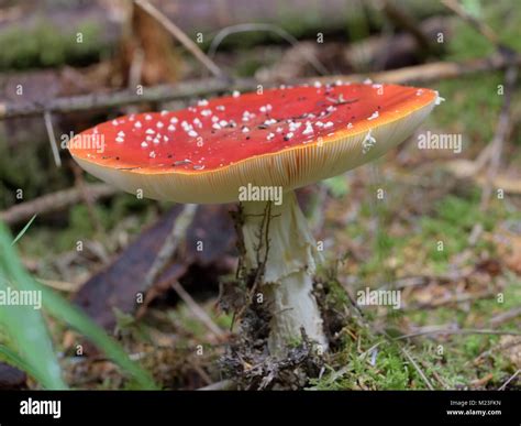 Amanita Muscaria Fly Agaric Stock Photo Alamy