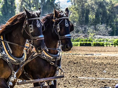 Horses Pulling A Wagon Free Stock Photo Public Domain Pictures