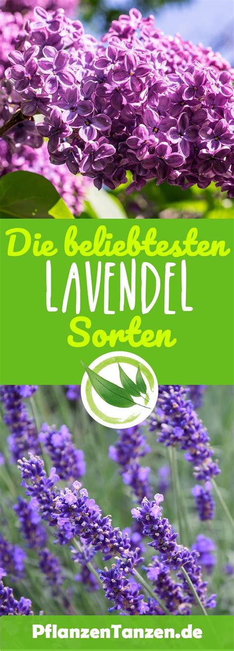 We did not find results for: 【ᐅ】Lavendel Pflege 2020 | Pflanzen, schneiden ...