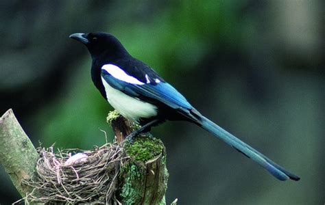 According to a popular myth, magpie likes to collect and store shiny objects and jewelry in the nest. How to control magpies without Larsen traps - Shooting UK