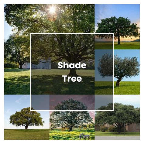 How To Grow Shade Tree Plant Care And Tips Norwichgardener