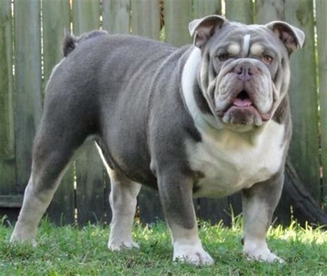 English bulldogs are kind and loving dogs, they are renowned for their patience with children and their funny miniature bulldogs are known for their peaceful nature. 44 best images about English Bulldogs on Pinterest | Old ...
