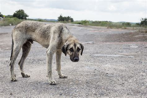 Taking In A Stray Dog What You Should Know