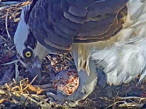 Rosie The Osprey Lays 1st Egg Of Season Pinole Ca Patch