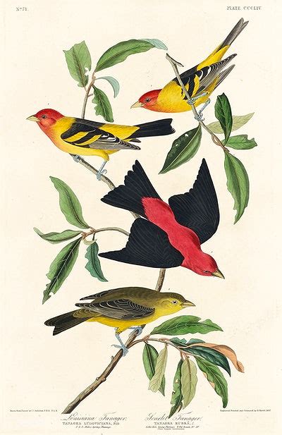 louisiana tanager and scarlet tanager from birds of america 1827 by