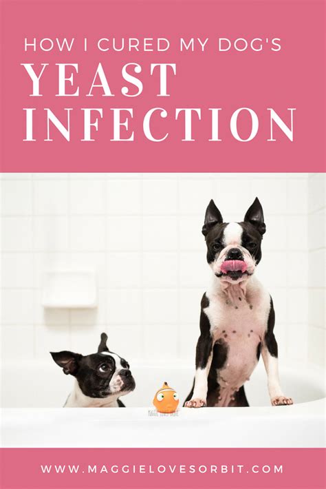 Home Remedy For Dog Skin Yeast Infection Dog Yeast Infection Dog