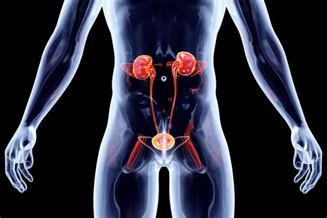 Kidney Location In Body
