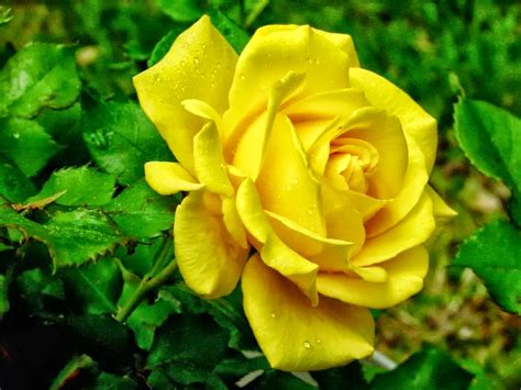 Most beautiful full hd rose background wallpapers collection for desktop, laptop, mobile phone, tablet and other devices. All 4u HD Wallpaper Free Download : Yellow Rose Wallpapers ...