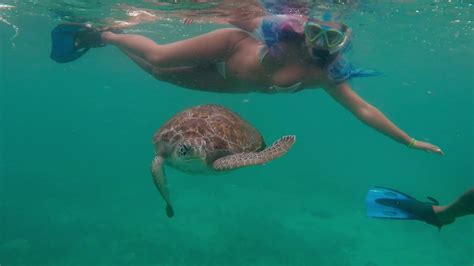 Tulum Snorkel With Sea Turtles Youtube