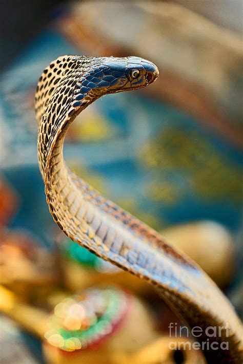 Colors Of A Cobra Photograph By Michael Cinnamond Fine Art America