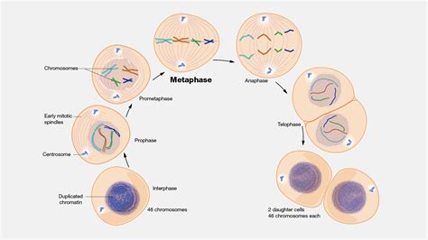 Stages Of Metaphase