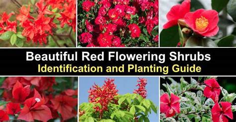 19 Red Flowering Shrubs With Pictures Identification Guide
