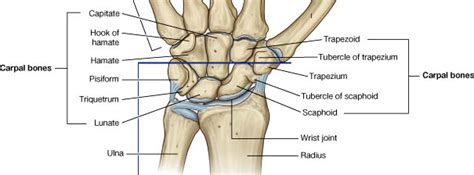 Carpal Bone Fractures Incidence And The Major Culprit Scaphoid Healesville Sports Medicine