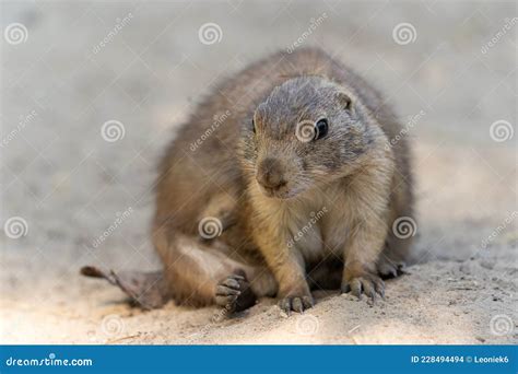 The Black Tailed Prairie Dog Cynomys Ludovicianus Lives In Colonies