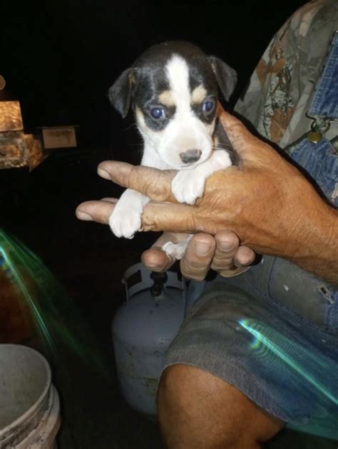 Mountain Feist Puppies For Sale Willow Spring Nc 379988
