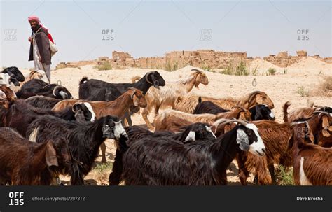 Goat Herder In The Siwa Oasis Egypt Stock Photo Offset