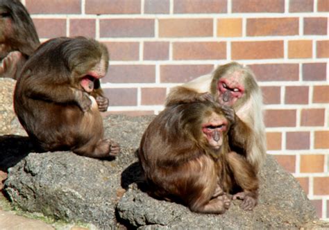 Diskussionen, tipps und infos zu reisen, sprachen, menschen, visa, kultur oder für nette bekanntschaften in der ukraine Bärenmakaken (Macaca arctoides) beim Lausen. Zoologischer ...