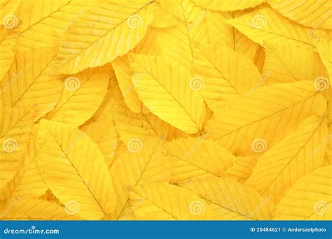Yellow Autumn Leaves Background Stock Image Image Of Bunch Beech