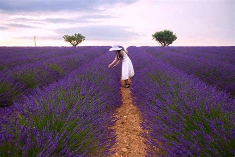 Top 4 Vườn Hoa Lavender đẹp Nhất Tại Đà Lạt Tonghopxyz