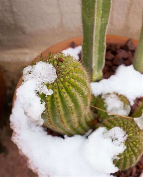 But when your cacti look a little sunken, your mind starts reeling: How Often To Water Cactus Indoors (Tips To Keep Them Alive)