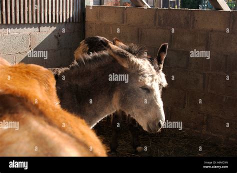 Donkeys Stable Hi Res Stock Photography And Images Alamy