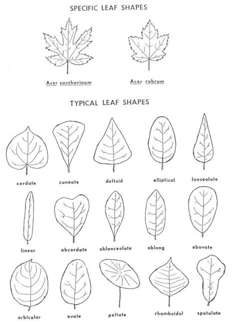 Teaching Leaf Shape Google Search Plant Science Pinterest
