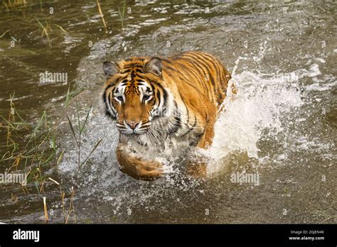 Siberian Tiger Hunting Emerging From Pond Stock Photo Alamy