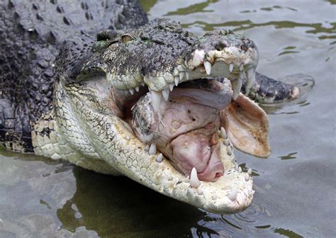 4 Foot Saltwater Crocodile Caught In Palawan Fish Pen
