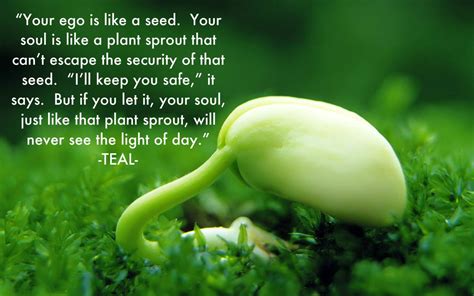 Seed Quotes Quotesgram
