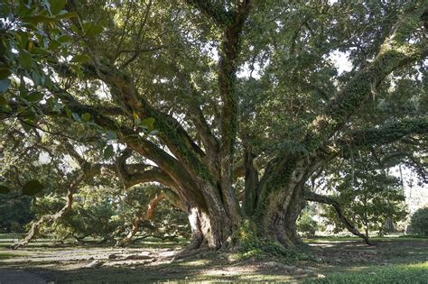 Explore Louisianas Giant Live Oak Trees The Heart Of Louisiana