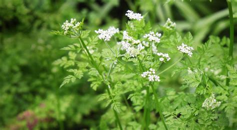 Kroeger herb co, экстракт черного ореха. Chervil in Fine Herbes Blend and Chervil in Traditional European Soup