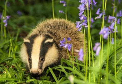 What To Do About Badgers In Your Garden D And M Garden Centre