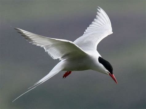 Aveek Blogs Arctic Tern