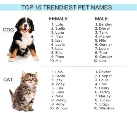 Pin By Darcie Nixon On Miscellaneous Boy Puppy Names Boy Dog Names