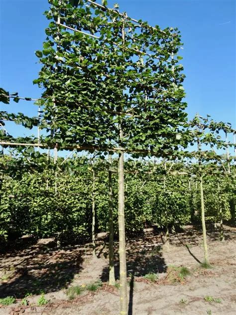 Pleached Lime Trees Tilia Cordata ‘rancho Hedgeworx