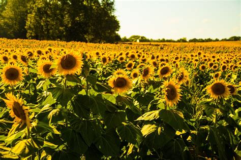 Sunflowers In Kansas Smithsonian Photo Contest Smithsonian Magazine