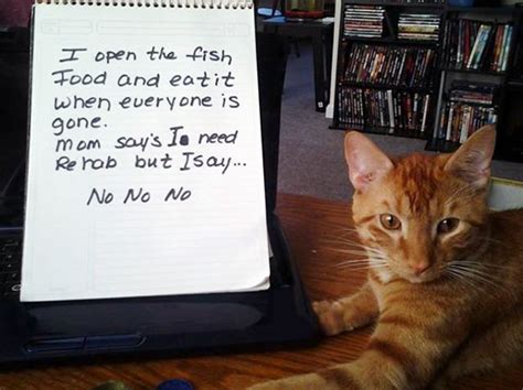 20 Asshole Cats Being Shamed For Their Crimes Bored Panda
