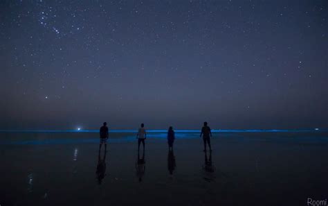 Top 3 Things To Know About The Bioluminescent Glowing Beach In The