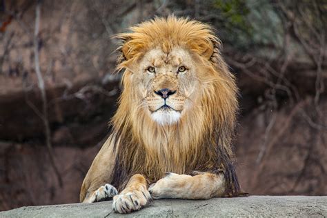 Lincoln Park Zoo Is Getting A 35 Million Lion House Overhaul — But It