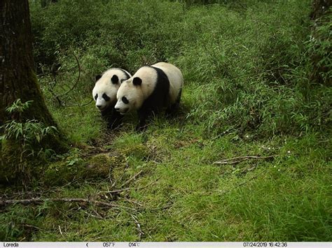 First Ever Recording Of Wild Giant Panda Twins Viraltab